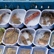 Scene de retour de peche en Chine, port de Sai Kung a Hong-Kong. Vente a la criee. Retour des bateaux. Vente des poissons. Matin brumeux. Peche traditionnelle. 
Dans le bateau, poissons vivants frais.