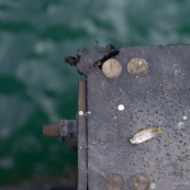 Poisson mort sur un coin de quai. Hong-Kong. retour de peche.