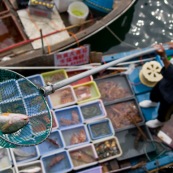 Scene de retour de peche en Chine, port de Sai Kung a Hong-Kong. Vente a la criee. Retour des bateaux. Vente des poissons. Matin brumeux. Peche traditionnelle. 
Poisson perroquet (Scaridae) pour restaurant.
Vente a la criee : le pÍcheur presente son poisson dans l'epuisette. Contre plongee. Vue depuis le quai, bateau en dessous, choix de poissons.