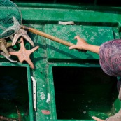 ScËne de retour de pÍche en Chine, port de Sai Kung a Hong-Kong. Vente a la criee. Retour des bateaux. Tri des Ètoiles de mer, femme avec une Èpuisette mettant de cote des Ètoiles de mer sur un petit bateau pour les vendre.