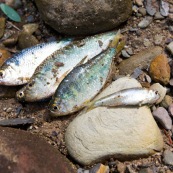 Poisson peche yayas appat sur le sable.