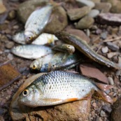 Poisson peche yayas appat sur le sable.