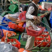 Scene de retour de peche en Chine, port de Sai Kung a Hong-Kong. Vente a la criee. Retour des bateaux. Vente des poissons. Matin brumeux. Peche traditionnelle. 
Dans le bateau, poissons vivants frais. Pecheur.