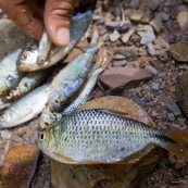 Poisson peche yayas appat sur le sable.