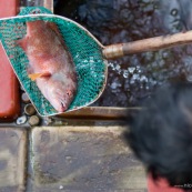 Scene de retour de peche en Chine, port de Sai Kung a Hong-Kong. Vente a la criee. Retour des bateaux. Vente des poissons. Matin brumeux. Peche traditionnelle. Dans le bateau, poissons vivants frais. Pecheur. Epuisette.