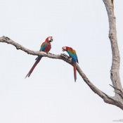 MG_0104-copie