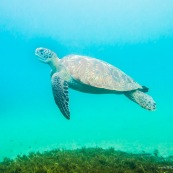 Chelonia mydas. Tortue verte.