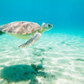 Chelonia mydas. Tortue verte en Martinique. Sous l'eau. Photo sous-marine. Plongee. Vue de profil - En train de remonter en surface avec son ombre sur le sable en arrire plan - Anse Dufour