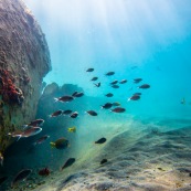 Fonds sous-marin de Guadeloupe. Poissons. Vue sous-marine. Sous l'eau. Plongee. Snorkeling. Rayons de lumiere.