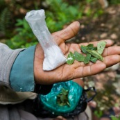 Coca et bicarbonate