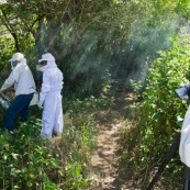 Apiculture en foret. Personne en train de filmer. Ruche. Apiculteurs. EN costume. Avec l'appareil pour faire de la fumée.