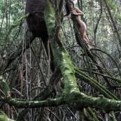 Jeune femme nue dans la foret tropicale amazonienne. Guyane. Nu artistique. Mangrove. Remire Montjoly sentier des salines.