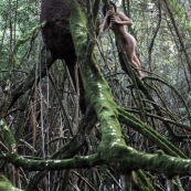 Jeune femme nue dans la foret tropicale amazonienne. Guyane. Nu artistique. Mangrove. Remire Montjoly sentier des salines.