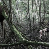 Jeune femme nue dans la foret tropicale amazonienne. Guyane. Nu artistique. Mangrove. Remire Montjoly sentier des salines.