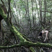 Jeune femme nue dans la foret tropicale amazonienne. Guyane. Nu artistique. Mangrove. Remire Montjoly sentier des salines.