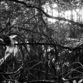 Jeune femme nue dans la foret tropicale amazonienne. Guyane. Nu artistique. Mangrove. Remire Montjoly sentier des salines.