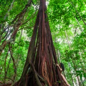 Jeune femme nue dans la foret tropicale amazonienne. Guyane. Nu artistique. Sentier de Lamirande. Matoury.