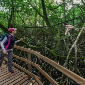 Jeune femme nue dans la foret tropicale amazonienne. Guyane. Nu artistique. Sentier des salines Remire Montjoly. Se decouvre elle-meme. Ponton. Randonneuse.