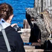 Femme en train de filmer un oiseau (héron).