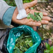 Coca et bicarbonate