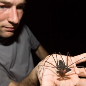 Amblypyge (Amblypygi). Arachnida. Arachnide. Vue de face, personne présentant la créature de face dans sa main.