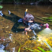 Plongeur dans une crique de Guyane. Riviere. Photographe sous-marin. Photo sous-marine. Reflex avec caisson. Riviere Tonnegrande. Observation sous l'eau. Femme en combinaison. Plongee.