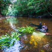 Plongeur dans une crique de Guyane. Riviere. Photographe sous-marin. Photo sous-marine. Reflex avec caisson. Riviere Tonnegrande. Observation sous l'eau. Femme en combinaison. Plongee.