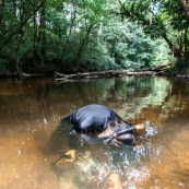 Plongeur dans une crique de Guyane. Riviere. Photographe sous-marin. Photo sous-marine. Reflex avec caisson. Riviere Tonnegrande. Observation sous l'eau. Femme en combinaison. Plongee.