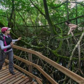 Jeune femme nue dans la foret tropicale amazonienne. Guyane. Nu artistique. Sentier des salines Remire Montjoly. Se decouvre elle-meme. Ponton. Randonneuse.