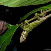 Femme en train d'observer un lézard (reptile) dans la foret tropicale amazonienne. Observation. Anolis.