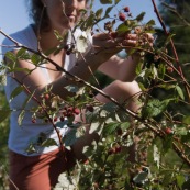 Femme cueillant des framboises en montagne lors d'une randonnÈe, framboisiers sauvages (Rubus idaeus). Cueillette de framboises.