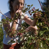 Femme cueillant des framboises en montagne lors d'une randonnÈe, framboisiers sauvages (Rubus idaeus). Cueillette de framboise.