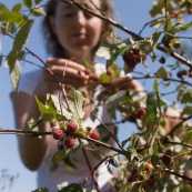 Femme cueillant des framboises en montagne lors d'une randonnÈe, framboisiers sauvages (Rubus idaeus). Cueillette de framboise.
Vue en contre-plongÈe en train d'attraper une framboise, le long d'un sentier.