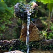 En montagne, source amÈnagÈe coulant le long d'un tronc de bois creuse. L'eau forme une petite fontaine pour se dÈsaltÈrer et se laver.