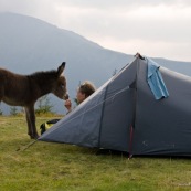 En montagne, un ‚ne (‚non) viens ‡ la rencontre d'une femme (randonneuse) venant de se lever et ouvrant la porte de sa tente. Bivouac prËs dun refuge, les montagnes en arriËre plan.