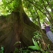 Femme en train d'observer aux jumelles au pied d'un arbre. En foret tropicale amazonienne. Arbre remarquable. Fromager. Ceiba. En Equateur.