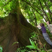 Couple en train d'observer aux jumelles au pied d'un arbre. En foret tropicale amazonienne. Arbre remarquable. Fromager. Ceiba. En Equateur.