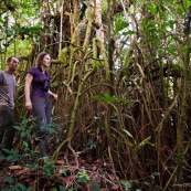 Couple. En foret tropicale amazonienne. Racines aeriennes. Randonnee.