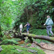 Expedition a pied en foret tropicale (jungle,) avec traversee d'une riviere. Trois personnes. Randonnee. Sur un tronc d'arbre.
