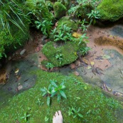 Expedition a pied en foret tropicale (jungle,). Pieds nus. Sur de la mousse.