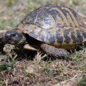 Tortue en croatie.