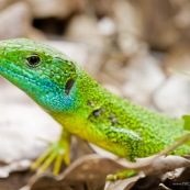 LÈzard vert
Classe : Reptilia
Ordre : Squamata
EspËce : Lacerta (viridis) bilineata
Gros plan de la tÍte, gorge bleu profond.