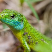 LÈzard vert
Classe : Reptilia
Ordre : Squamata
EspËce : Lacerta (viridis) bilineata
Gros plan de la tÍte, gorge bleu profond.