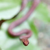 Serpent rouge vu de face et de dessus.Hong-kong. 

Classe : Reptilia
Ordre : Squamata
Famille : Colubridae
EspËce : Psammodynastes pulverulentus