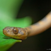 Leptodeira annulata annulata