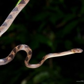 Leptodeira annulata annulata