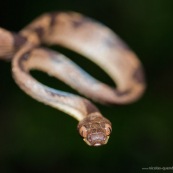 Leptodeira annulata annulata