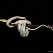 Oxybelis (Xenoxybelis) argenteus, Green-striped vine snake. Serpent non venimeux du bassin amazonien, de nuit sur fond noir. Serpent blanc et vert. Guyane. Chute Grégoire du coté du barrage de Petit Saut.