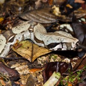 Boa constrictor constrictor. Gros plan sur la tête. Serpent sortant du sol au milieu de feuilles mortes.   Parc national Yasuni en Equateur. Camouflage.