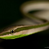 Oxybelis (Xenoxybelis) argenteus, Green-striped vine snake. Serpent non venimeux du bassin amazonien, de nuit sur fond noir. Serpent blanc et vert, de trois quart avant. Ondulation bien visible. Gros plan sur la tête. Parc national Yasuni en Equateur.